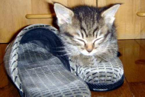  Животный позитив