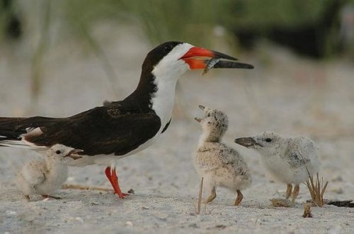  Животный позитив