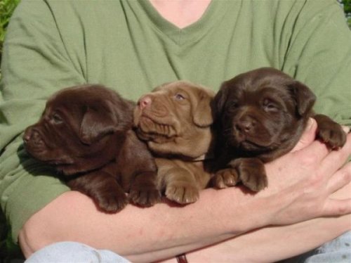  Животный позитив