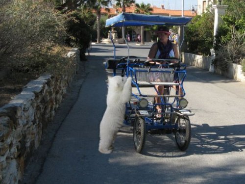  Животный позитив