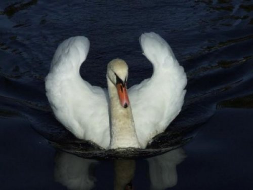  Животный позитив