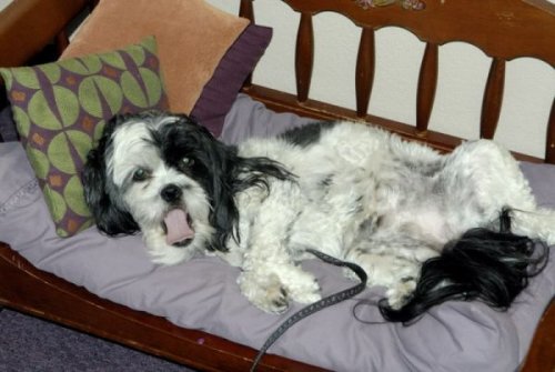  Животный позитив