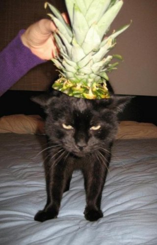  Животный позитив