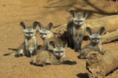  Животный позитив