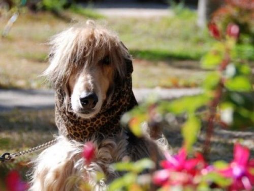  Животный позитив