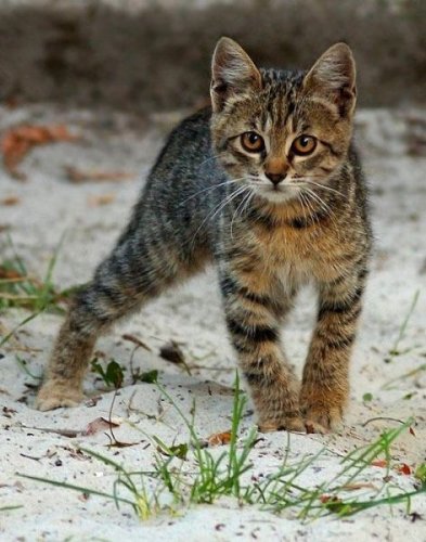  Животный позитив