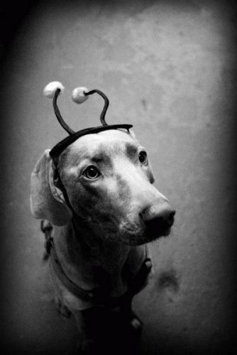  Животный позитив