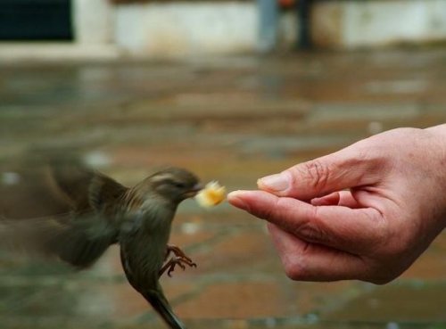  Животный позитив