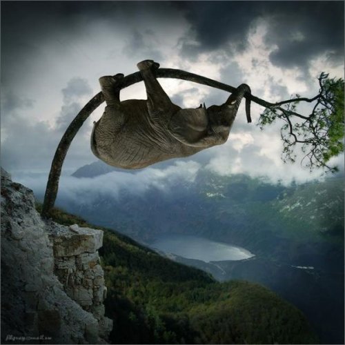  Животный позитив