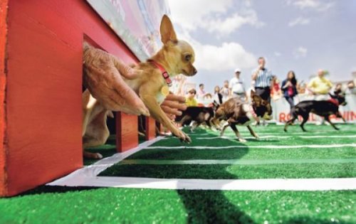 Животный позитив