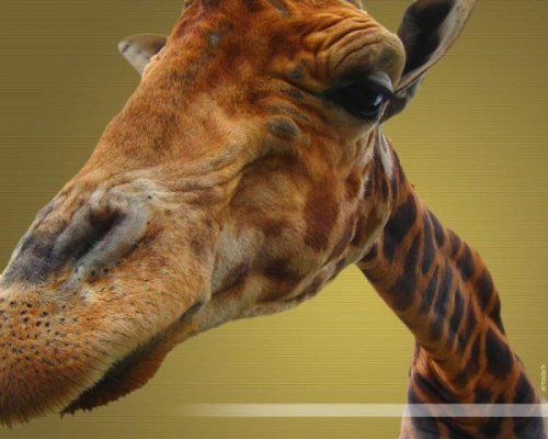 Животный позитив