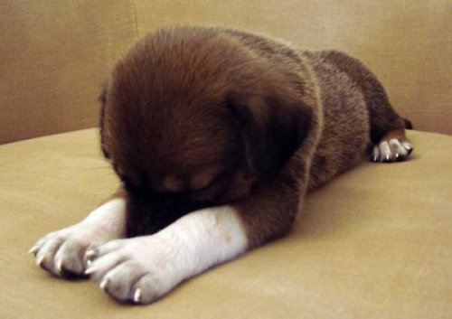 Животный позитив