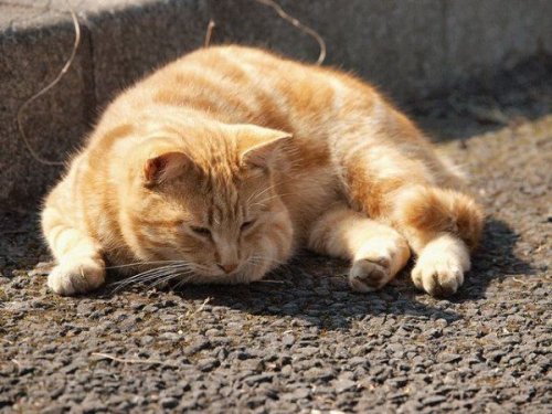 Животный позитив