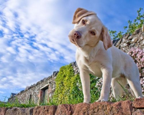 Животный позитив