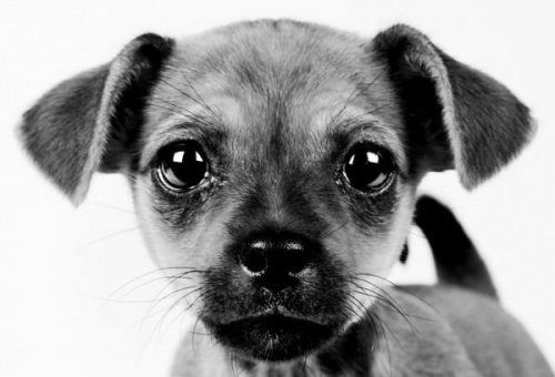 Животный позитив