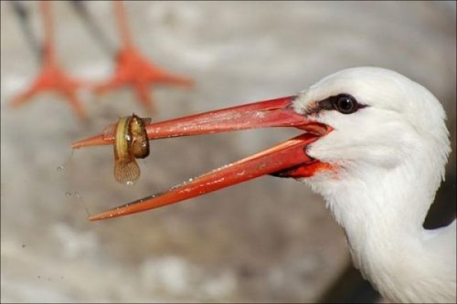 Животный позитив