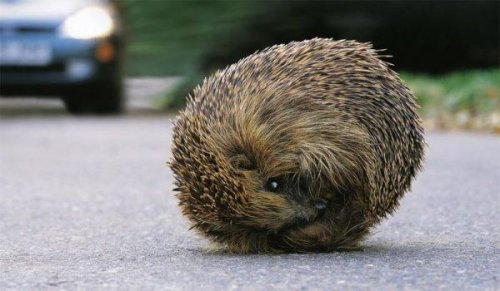 Животный позитив