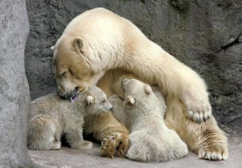 Животный позитив