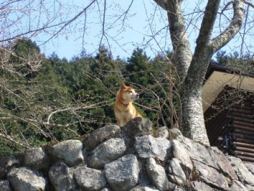 Животный позитив