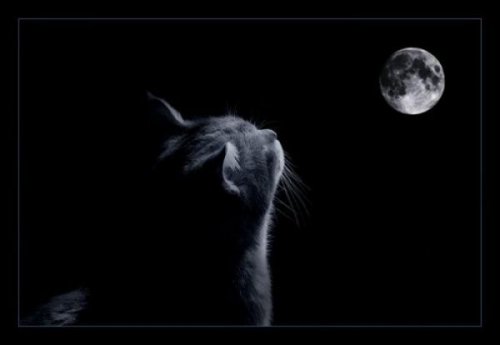 Животный позитив