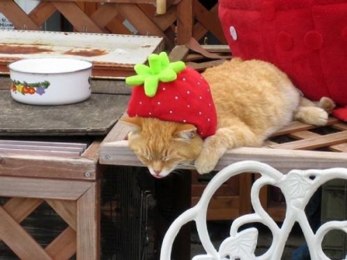 Животный позитив