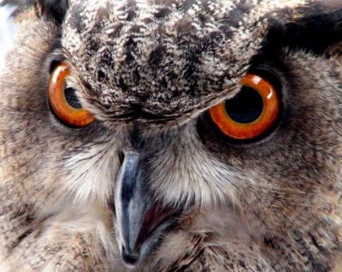 Животный позитив