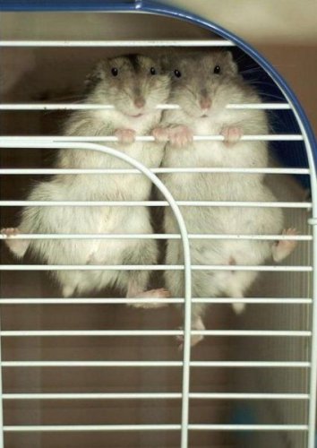 Животный позитив