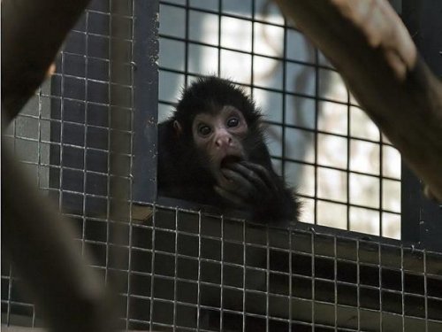 Животный позитив