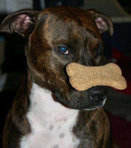 Животный позитив