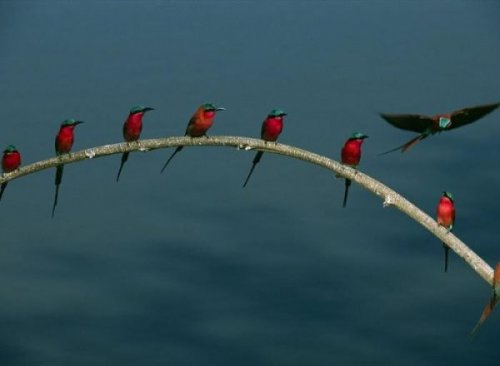 Животный позитив