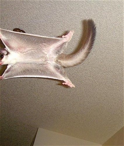 Животный позитив