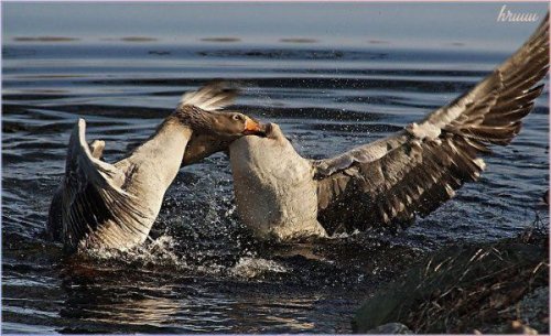 Животный позитив