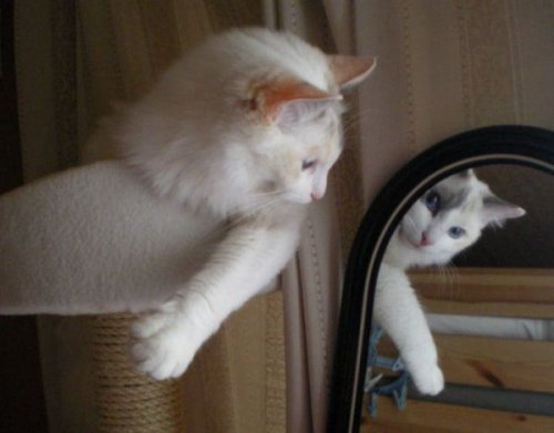 Животный позитив