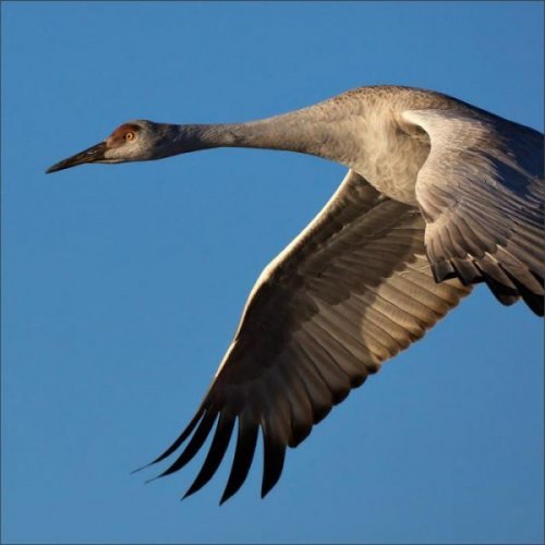 Животный позитив