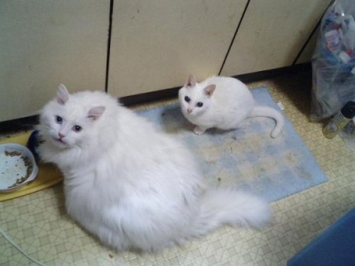 Животный позитив