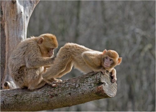 Живность разная :)