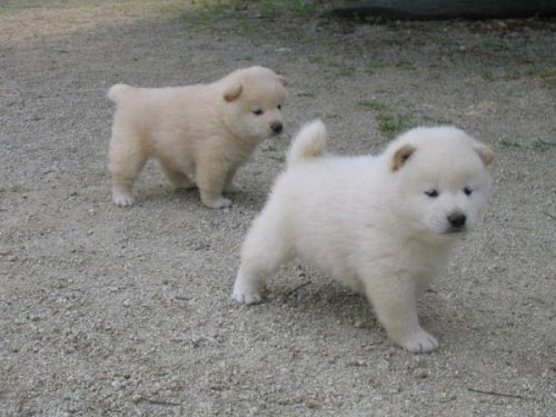 Живность разная :)