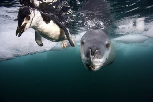 Живность разная :)