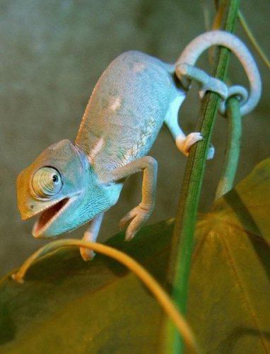 Живность разная :)