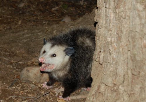 Живность разная :)