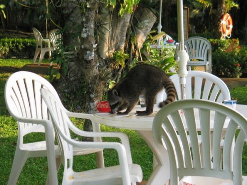 Живность разная :)