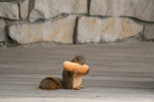 Живность разная :)