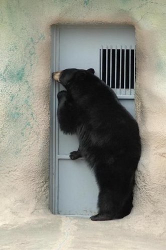 Живность разная :)