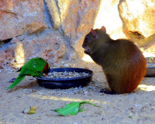 Живность разная :)