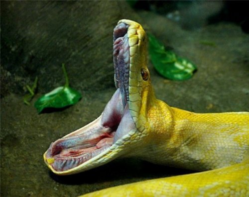 Живность разная :)