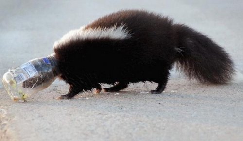 Живность разная :)