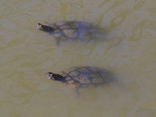 Живность разная :)