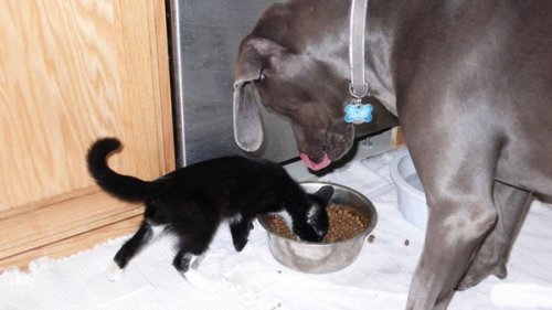 Живность разная :)