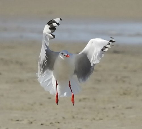 Живность разная :)