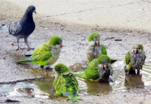 Живность разная :)